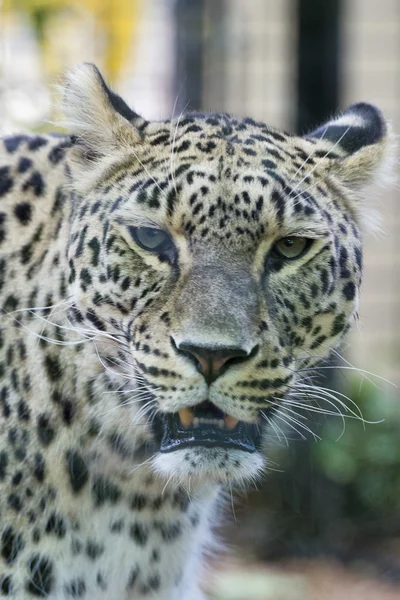 Jaguar leopard chetaa porträtt — Stockfoto