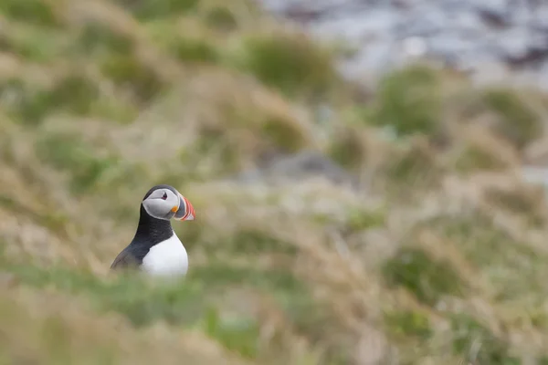 Puffin portre İzlanda — Stok fotoğraf