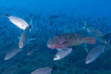 su altında balık sürüsü içinde