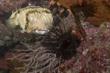 kutu balık sualtı portre