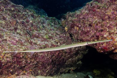 cornetfish portresi