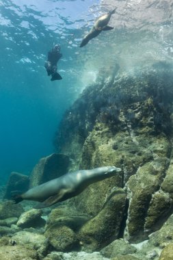 Californian sea lion seal underwater