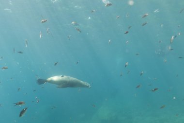 Californian sea lion seal underwater clipart