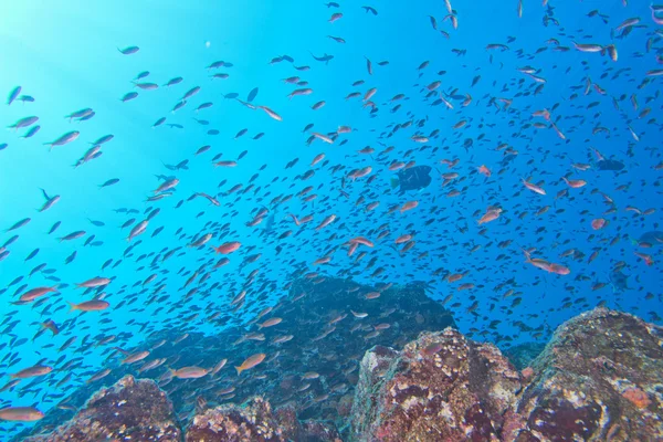 Röda fiskar på revet på djupa blå havet — Stockfoto