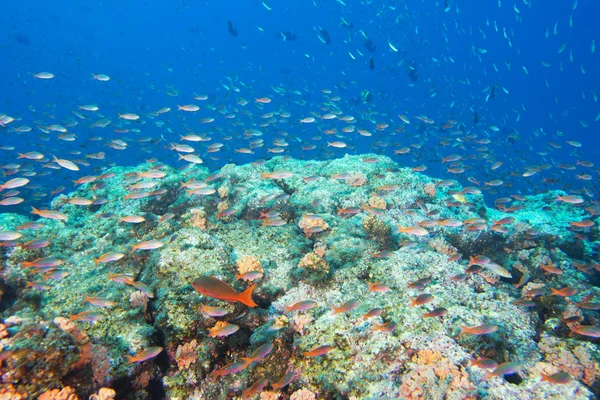 Peces rojos en el arrecife en el océano azul profundo — Foto de Stock