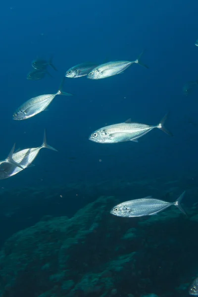 Dentro de uma escola de peixes subaquáticos — Fotografia de Stock