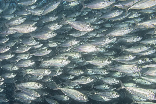 Binnen een school van vissen onderwater — Stockfoto