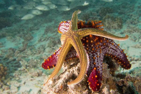 Estrelas do mar em um recife paisagem subaquática colorida — Fotografia de Stock