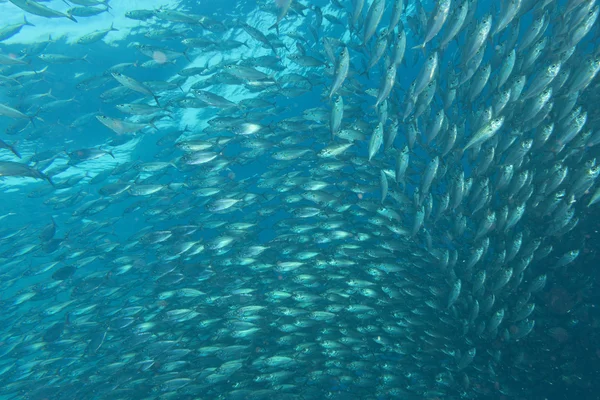 À l'intérieur d'un banc de poissons sous-marins — Photo