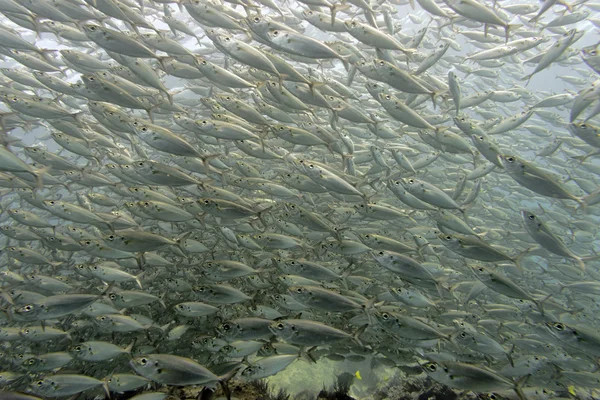 À l'intérieur d'un banc de poissons sous-marins — Photo