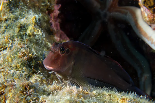 Red Goby peixe enquanto olha para yoy atrás estrela do mar — Fotografia de Stock