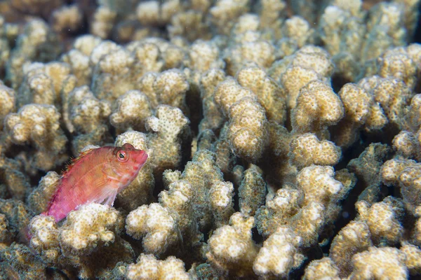 Peixe-falcão em um coral duro — Fotografia de Stock