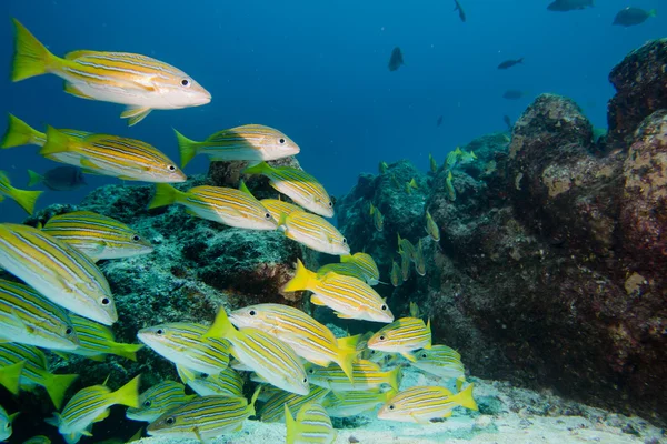 À l'intérieur d'un banc de poissons sous-marins — Photo