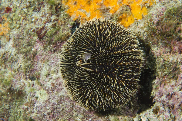 Sea urchin — Stock Photo, Image