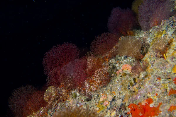 Gorgonien-Koralle auf dem tiefblauen Ozean — Stockfoto