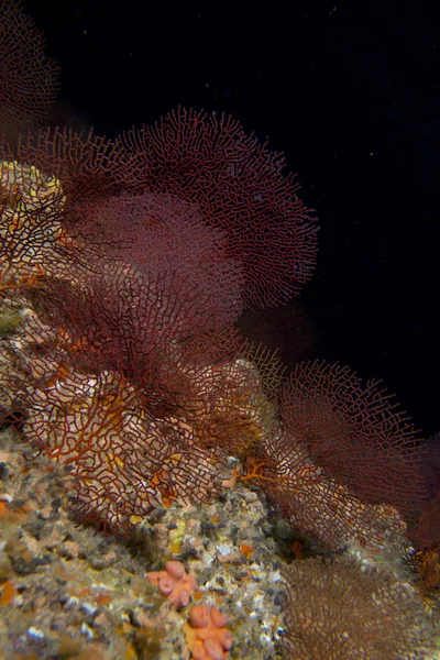 Gorgonia korall på djupa blå havet — Stockfoto