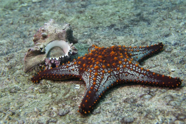 Bintang laut dalam lanskap bawah air karang berwarna-warni — Stok Foto