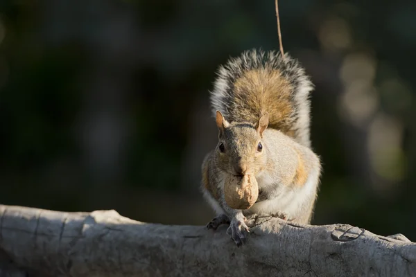 Szürke mókus néz rád — Stock Fotó