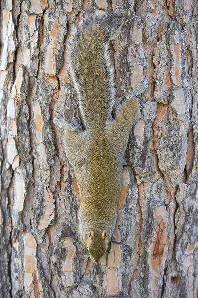 Szürke mókus néz rád — Stock Fotó