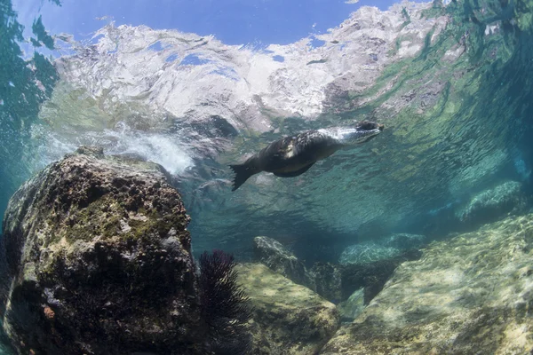 Kalifornische Seelöwenrobbe unter Wasser — Stockfoto