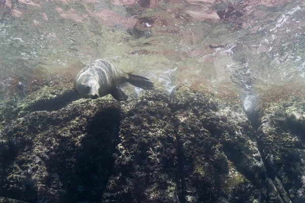 Guarnizione di leone marino californiano sott'acqua — Foto Stock