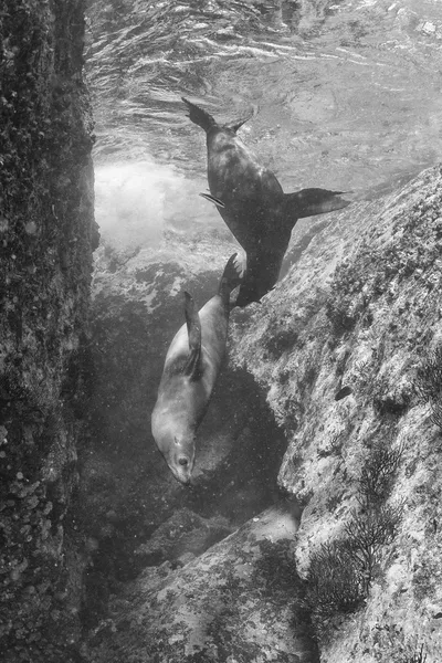 Hotel Sea lion pod wodą w czerni i bieli — Zdjęcie stockowe