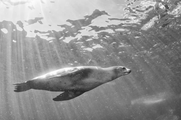 Seelöwe unter Wasser in schwarz-weiß — Stockfoto