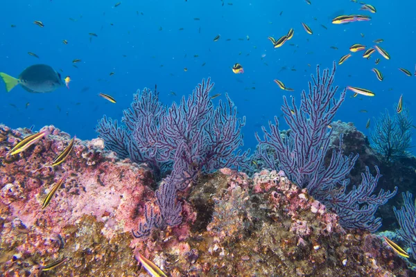 Färgglada undervattenslandskap — Stockfoto