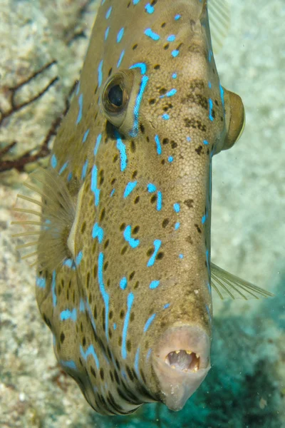 Harlequin filefish — Stockfoto