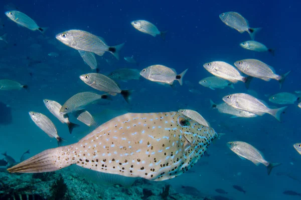 Harlekinfische — Stockfoto