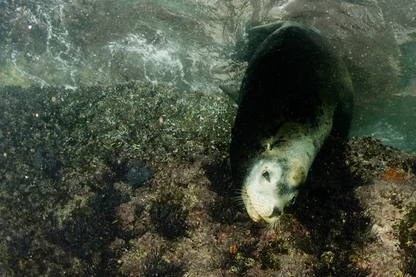 Hombre lobo marino bajo el agua mirándote —  Fotos de Stock