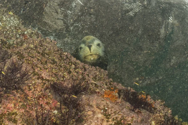 Hombre lobo marino bajo el agua mirándote —  Fotos de Stock