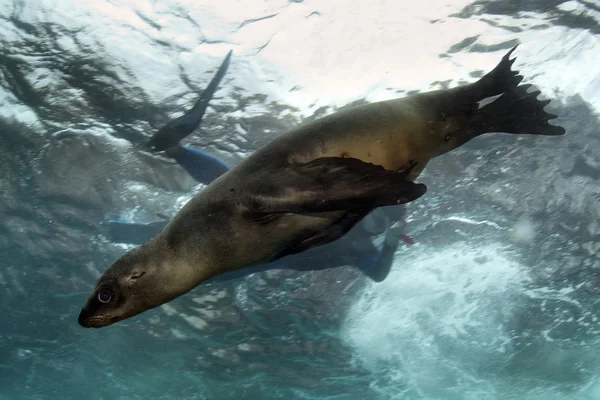 Welpe Seelöwe unter Wasser schaut dich an — Stockfoto