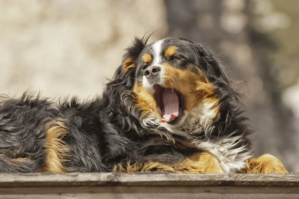 Bernese perro de montaña —  Fotos de Stock