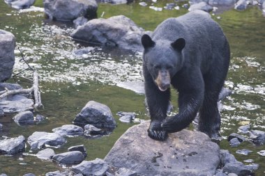 size comig ise kara ayısı