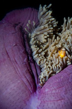 raja ampat Papua, indonesi karides ile anemon palyaço balık
