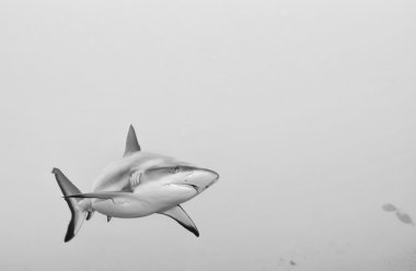 gri köpekbalığı jaws saldırmaya hazır