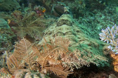 Wobbegong halı köpekbalığı