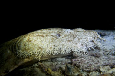 Wobbegong halı köpekbalığı