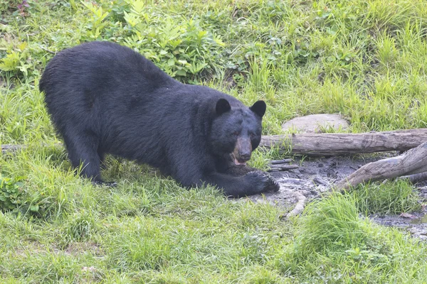 Een zwarte beer tijdens het eten — Stockfoto