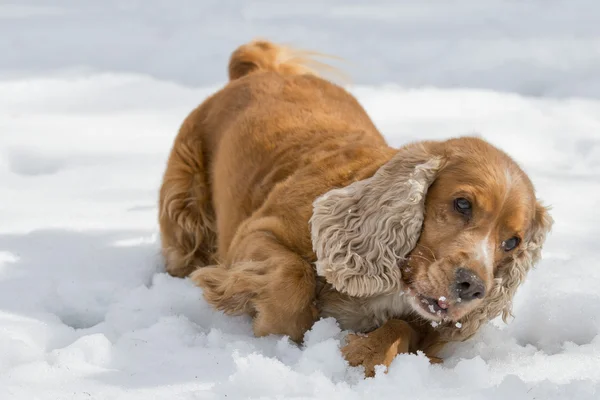 Hundvalp fördriva tiden leker i snön — Stockfoto