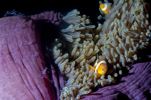 Pez payaso en anémona con camarones en raja ampat papua, indonesi —  Fotos de Stock