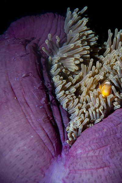Bohóc hal anemone garnélák raja Ampat területén Pápua, indonesi — Stock Fotó