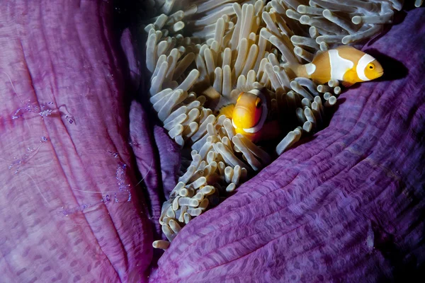 Pez payaso en anémona con camarones en raja ampat papua, indonesi —  Fotos de Stock