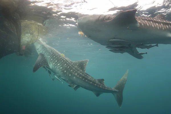 Китовая акула закрывает подводный портрет — стоковое фото