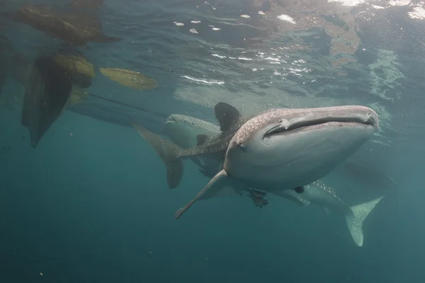 Whale Shark close up underwater portrait — Stock Photo, Image