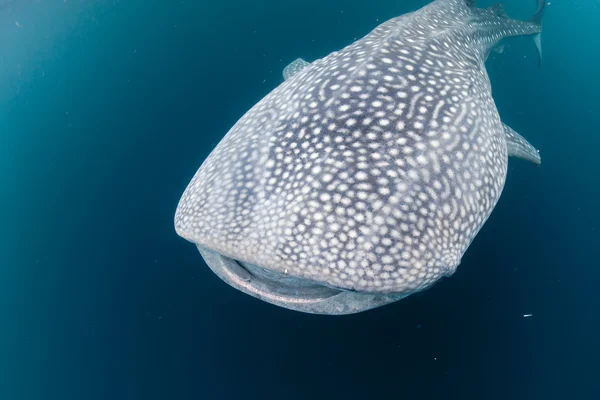 じんべえざめ水中の肖像写真を閉じる — ストック写真