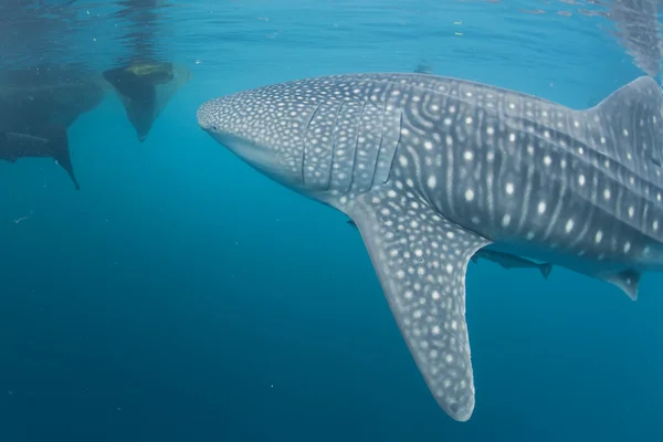 Squalo balena ritratto subacqueo da vicino — Foto Stock