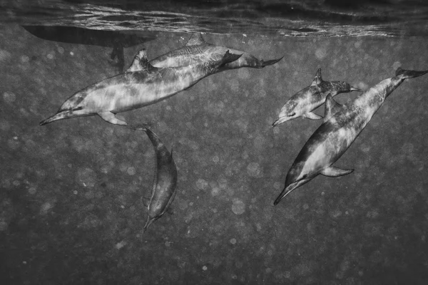 Delfiner samtidigt simning under vattnet — Stockfoto