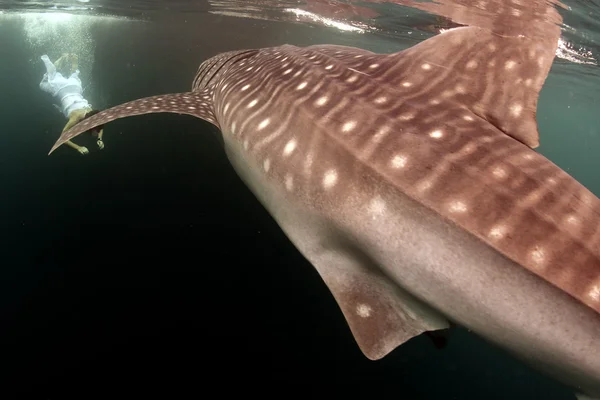 Tiburón ballena de cerca retrato submarino —  Fotos de Stock